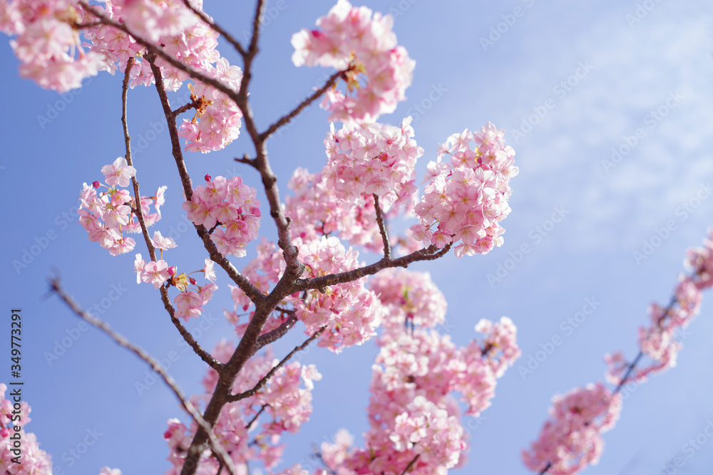 青空と河津桜：桜　sakura　cherry blossom	
