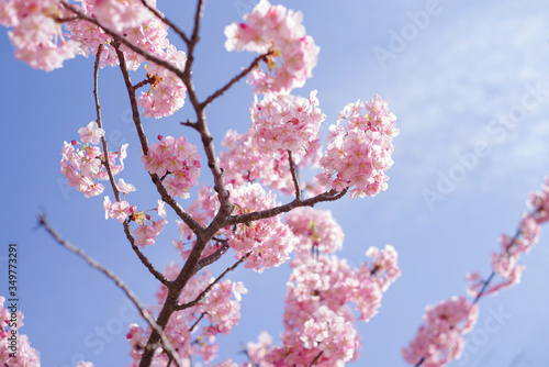 青空と河津桜：桜 sakura cherry blossom 