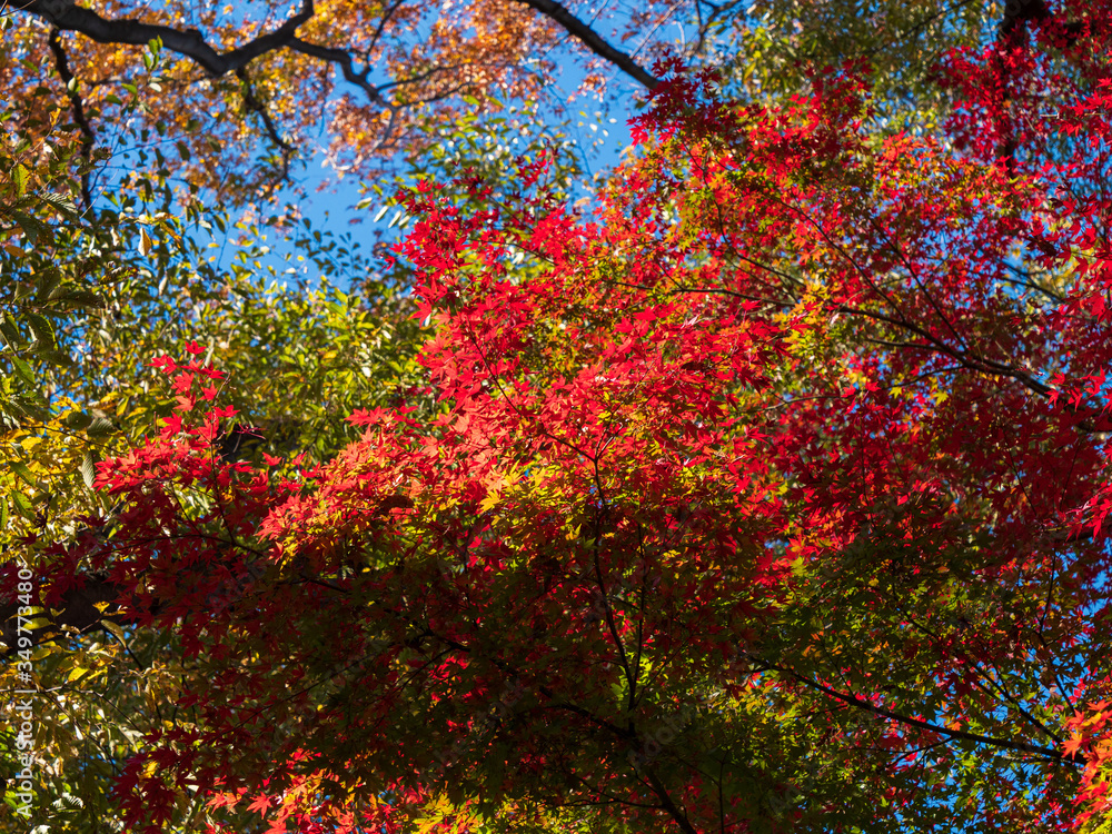 Leaves in the process of turning orange at the start of Autumn. Leaves in the process of turning orange at the start of Autumn.