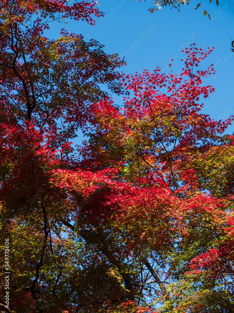 Leaves in the process of turning orange at the start of Autumn. Leaves in the process of turning orange at the start of Autumn.