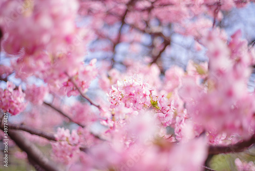 河津桜：桜　sakura　cherry blossom   © satoru