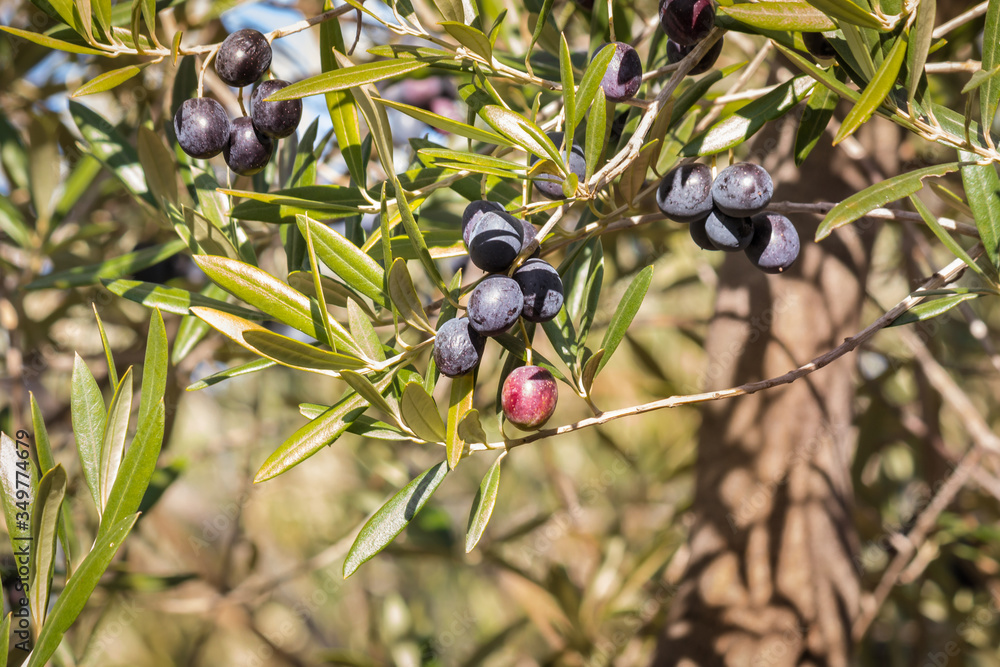 detail of olive tree branch with ripening black olives and blurred background detail of olive tree branch with ripening black olives and blurred background