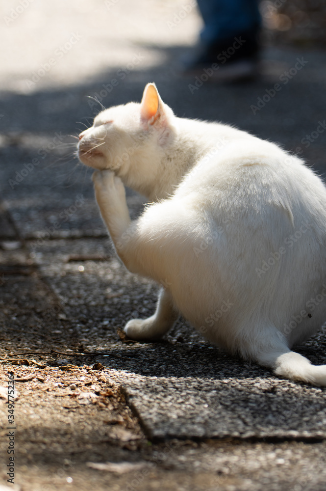 白い猫　白猫