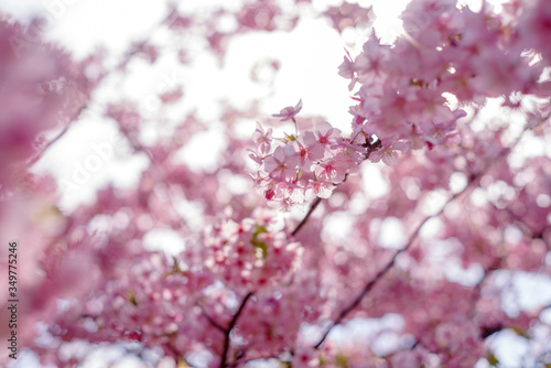 Wallpaper Mural 河津桜：桜　sakura　cherry blossom	
 Torontodigital.ca