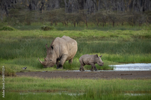 Father and Son white Rhino grazing on grass with fever tree forest in the background.  