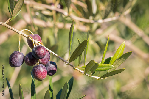 closeup of organic black olives ripening on olive tree in olive orchard with blurred background 