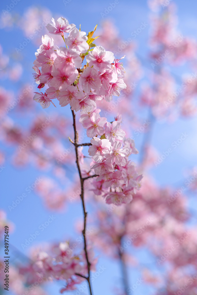 河津桜：桜　sakura　cherry blossom