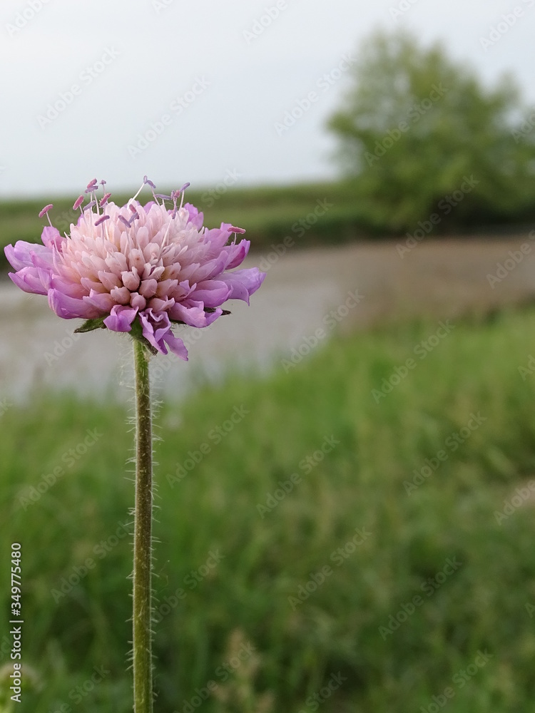 Obraz premium pink flower of the sky