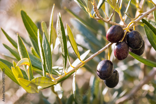 Εκτύπωση καμβά closeup of olive branch with ripe black olives and blurred background
