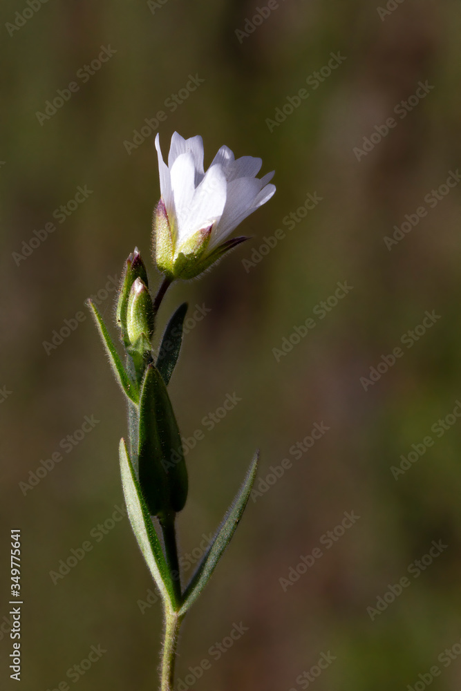 plant, leaf pattern and colorful flower plant, leaf pattern and colorful flower