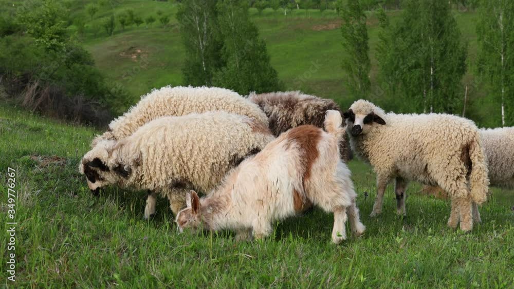 4k video of lambs grazing on field. Beautiful rural landscape 4k video of lambs grazing on field. Beautiful rural landscape