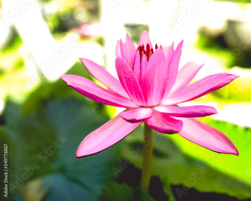 Top view of pink blooming lotus flowers and green lotus leaf on the lotus pond  soft focus