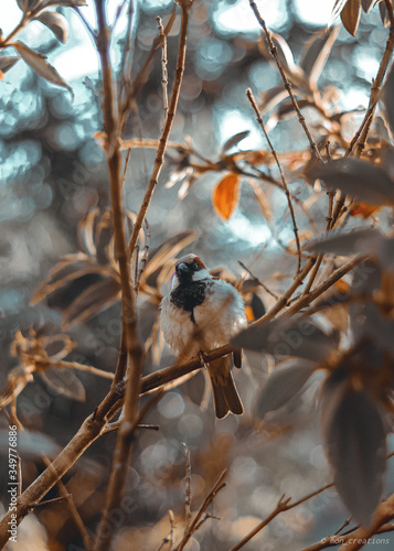 the bird in the woods 