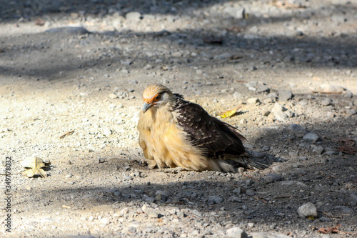 wild Milvago chimachima, yellow head caracara taking a sandbath on the road, puerto jimenez, Costa Rica, Central America photo