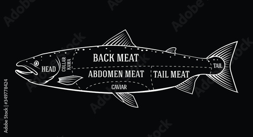 Vector fishmonger diagram for cutting salmon