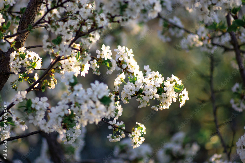 Branches of blossoming apricot macro with soft focus on gentle light blue sky background. For easter and spring greeting cards with beautiful floral spring abstract background of nature Branches of blossoming apricot macro with soft focus on gentle light blue sky background. For easter and spring greeting cards with beautiful floral spring abstract background of nature
