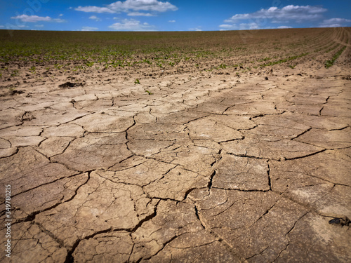 terre agricole aride en été