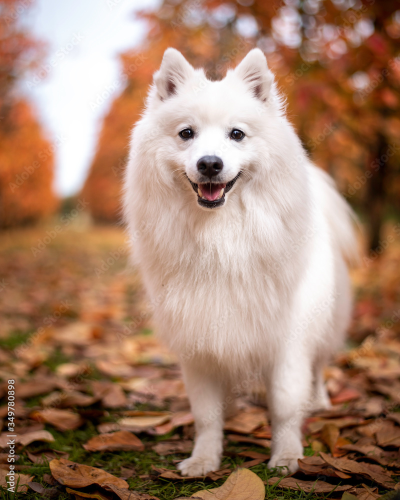 A Japanese Spitz at an orchard in autumn A Japanese Spitz at an orchard in autumn