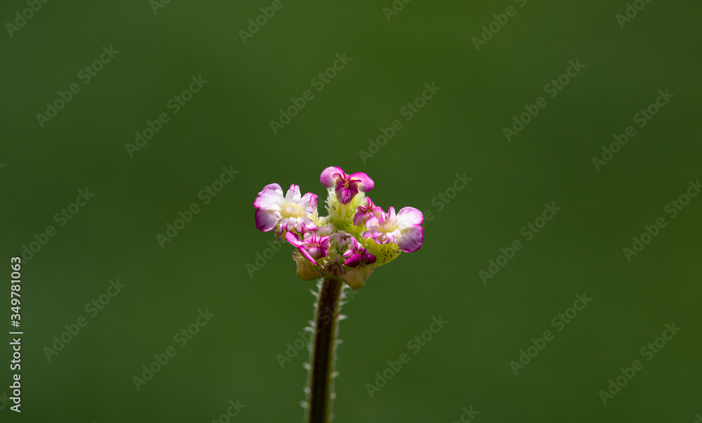 plant, leaf pattern and colorful flower plant, leaf pattern and colorful flower