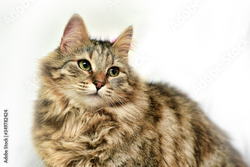 fluffy brown cat on a white