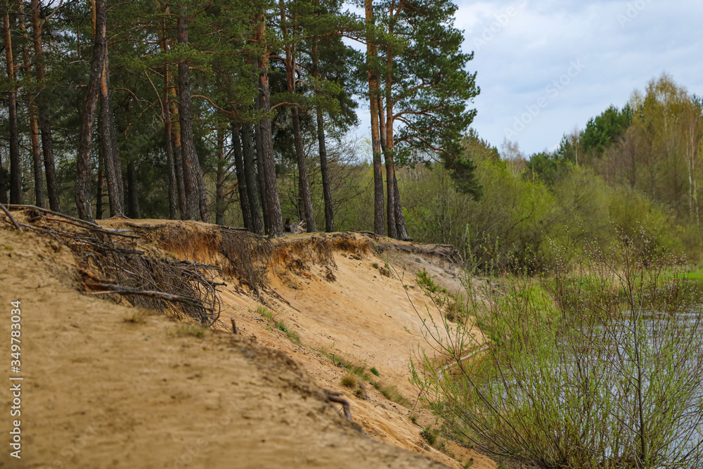 Fototapeta premium The steep sandy shore of the river. Large pine forest. Selective focus.