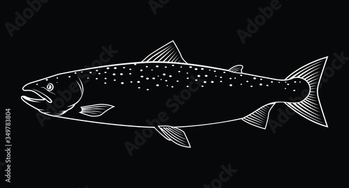 Vector illustration of a salmon