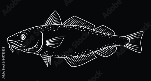 Vector illustration of a cod fish