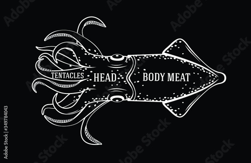 Vector fishmonger diagram guide for cutting squid