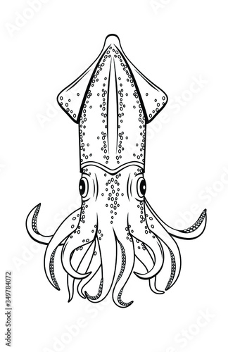Vector illustration of a squid