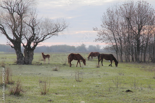 Horses on free pasture in early spring ... As soon as the first spring grass begins to break through, horses are sent to graze freely on meadows © Igor