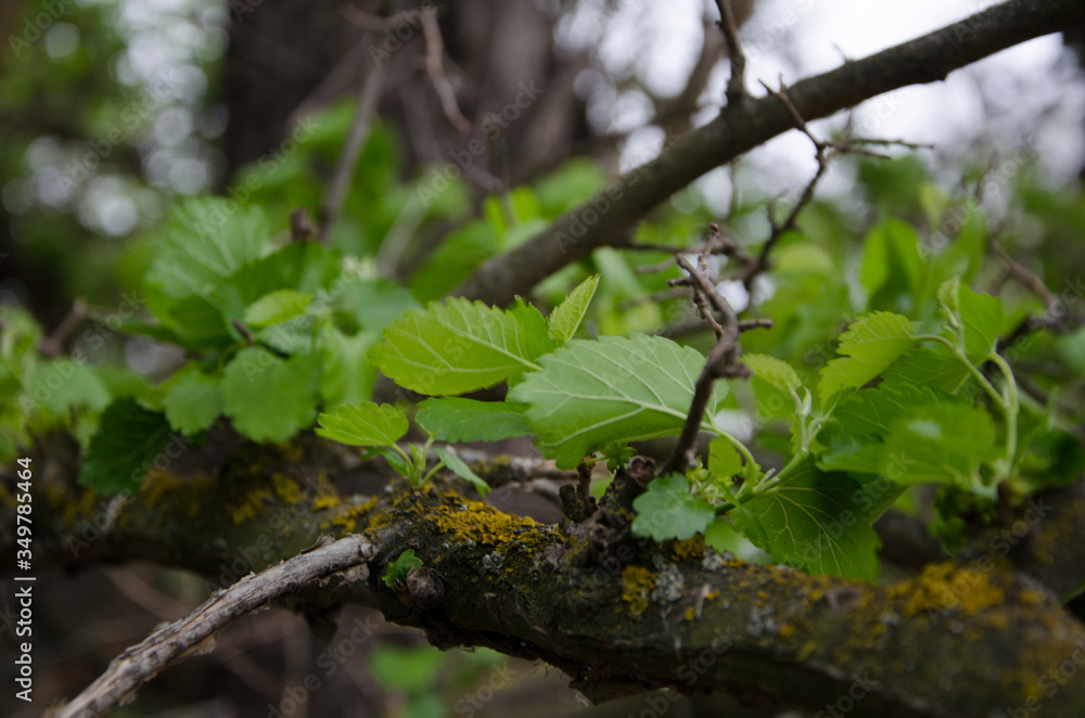 Mulberry tree branch in spring Mulberry tree branch in spring