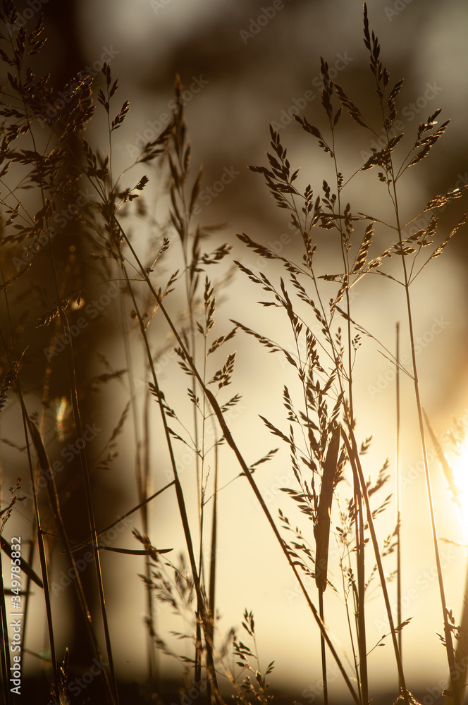 Obraz premium Ears of dry grass at sunset. Macro.
