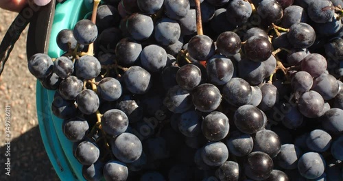 Many bunches of ripe dark grapes lie in a green plastic bucket. Close-up of a female hand laying a bunch in a bucket from above photo