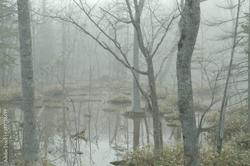 霧のかかった森。湿原の水面に映る木々。屈斜路湖に近い原生林で。北海道、日本。 