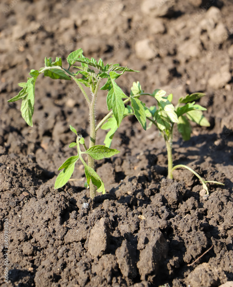 young tomato plant young tomato plant