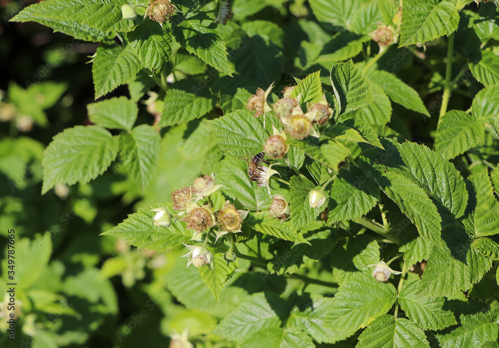 Green raspberry leaves and white raspberry flowers Green raspberry leaves and white raspberry flowers
