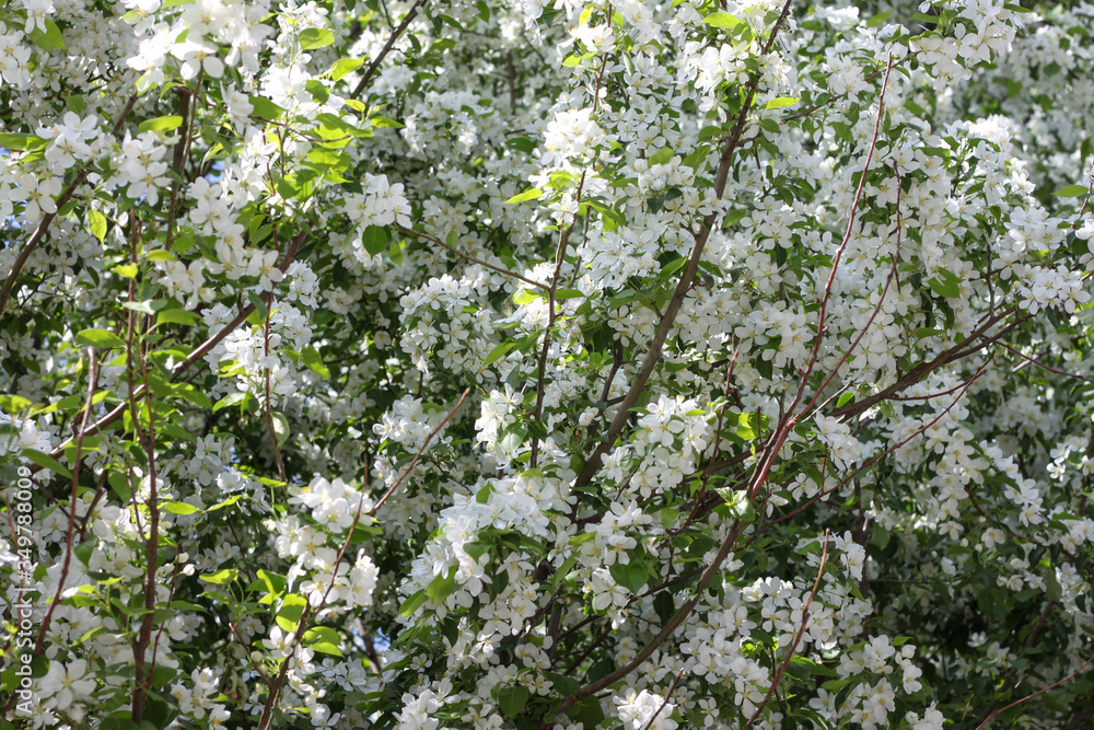 Blooming apple tree in spring. Nature in spring Blooming apple tree in spring. Nature in spring