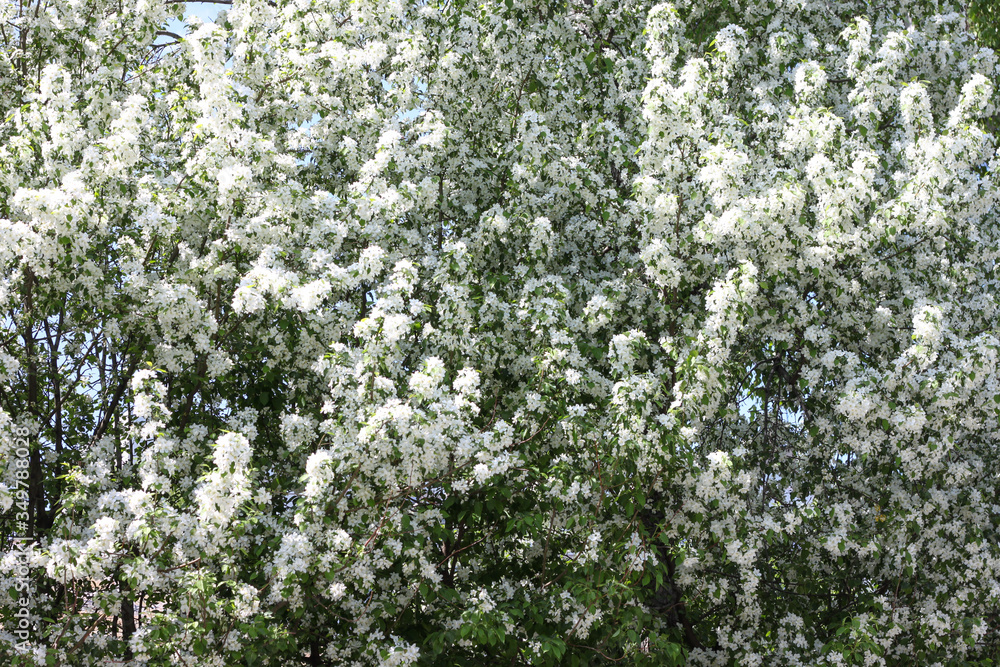 Blooming apple tree in spring. Nature in spring Blooming apple tree in spring. Nature in spring