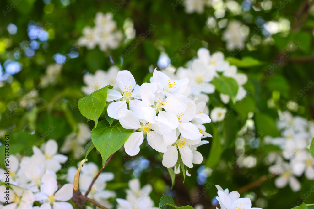 Blooming apple tree in spring. Nature in spring Blooming apple tree in spring. Nature in spring
