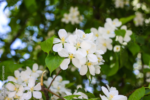 Blooming apple tree in spring. Nature in spring