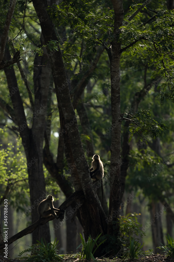 Backlit Langur Looking up for Divine Intervention Backlit Langur Looking up for Divine Intervention
