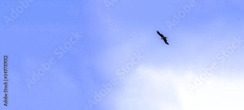 Vászonkép Eagle flying in rectangular sky background