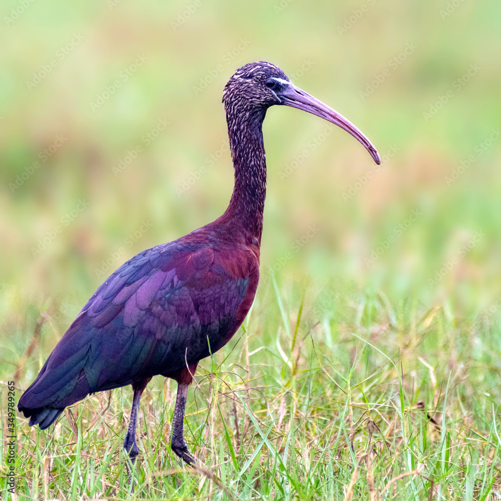 Naklejka premium Glossy Ibis