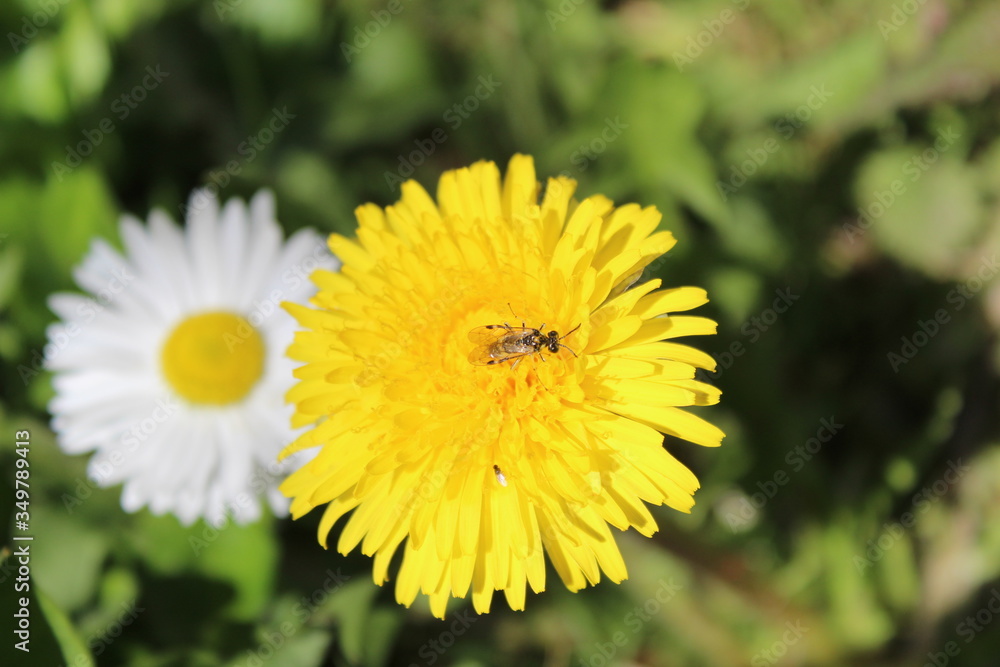 bee on a yellow dandelion