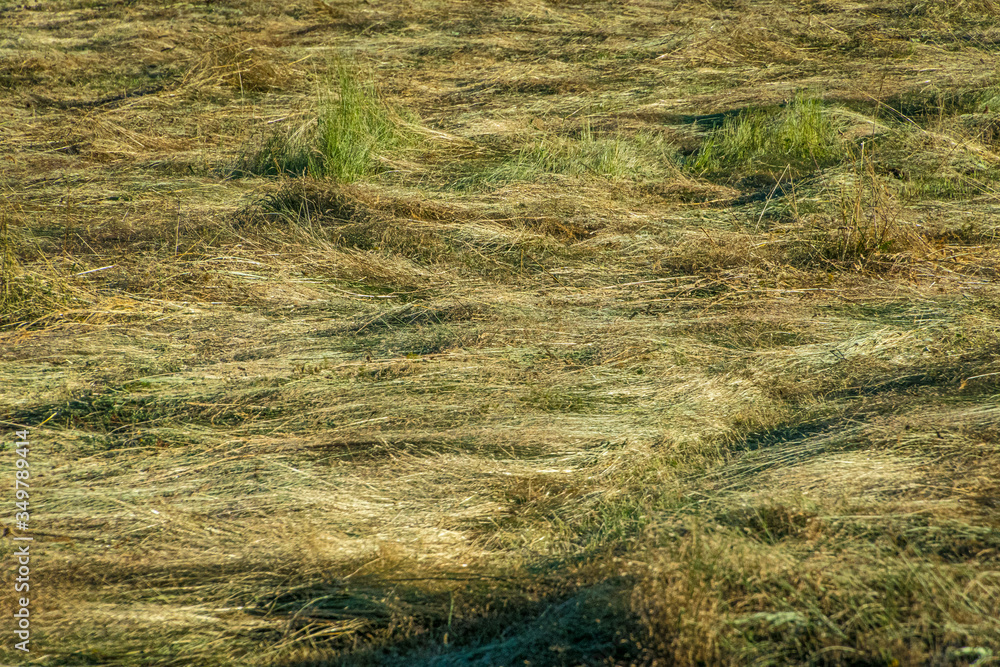 Soil photograph of the grassy field Soil photograph of the grassy field