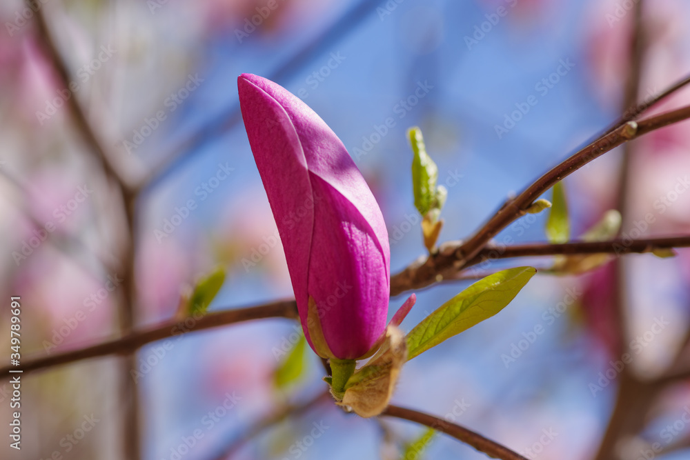 Macro, flower and leaves of a young pink magnolia. Close-up of a young bud of pink magnolia on a natural natural background. Wallpaper, selective focus. Kyiv (Kiev), Ukraine, Europe. Macro, flower and leaves of a young pink magnolia. Close-up of a young bud of pink magnolia on a natural natural background. Wallpaper, selective focus. Kyiv (Kiev), Ukraine, Europe.
