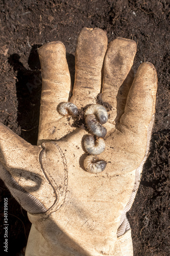 Several Grubs (prob. rose chafer, Cetoniinae) on hand with garden glove