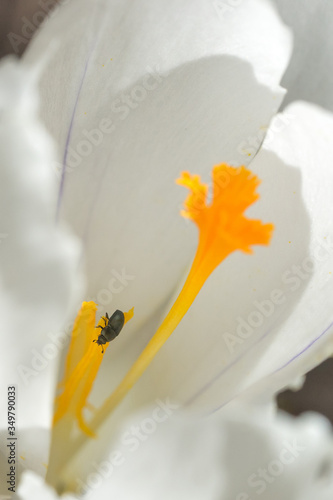 Closeup of a small beetle (prob. common pollen beetle, Brassicogethes aeneus) on white crocus flower photo