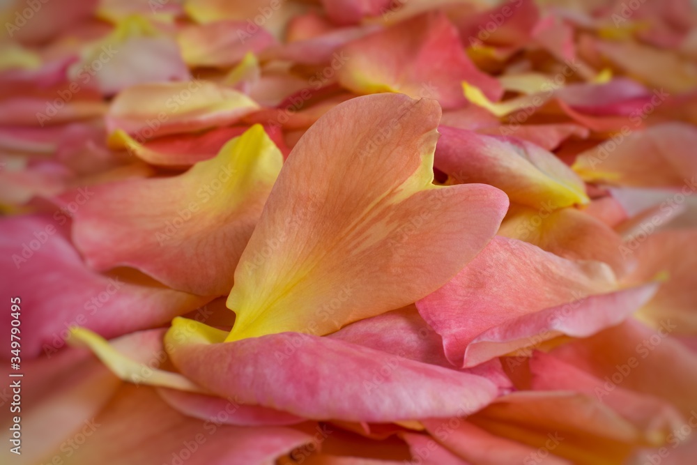 Lots of yellow-pink rose petals. Petal in the shape of a heart close up. Background, postcard, romance, wedding invitation, spa. Concept of Mother’s Day, Family Day, Valentine’s Day, March 8. Blur. 