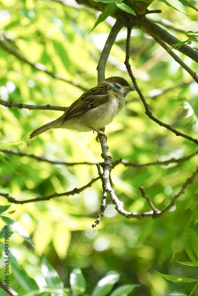 sparrow on branch sparrow on branch